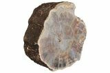 Polished, Petrified Wood (Araucarioxylon) Round - Arizona #193693-2